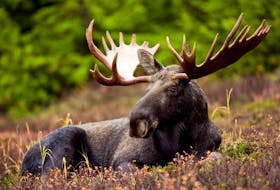 The annual moose management plan at Terra Nova National Park is set to begin Tuesday, Oct. 11 and run until Jan. 29, 2023. File
