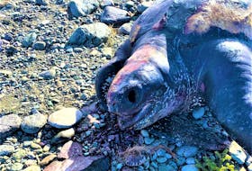 The head of the leatherback sea turtle that was found on the shore of Wild Cove, which has the distinctive pink spot on it. CONTRIBUTED/PATSY CROWDIS