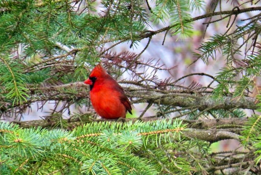 A Cardinal sits on a branch.  - Dot Sweet
