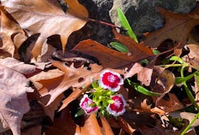 These Sweet William flowers have made a rare autumn appearance just blooming in Joy and Ralph McClair’s garden in Dartmouth, N.S.