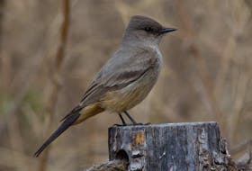The elegant Say's phoebe, like this one photographed in Arizona, dressed in soft colours would certainly brighten up a late fall day in Labrador with a rare appearance there. Bruce Mactavish photo