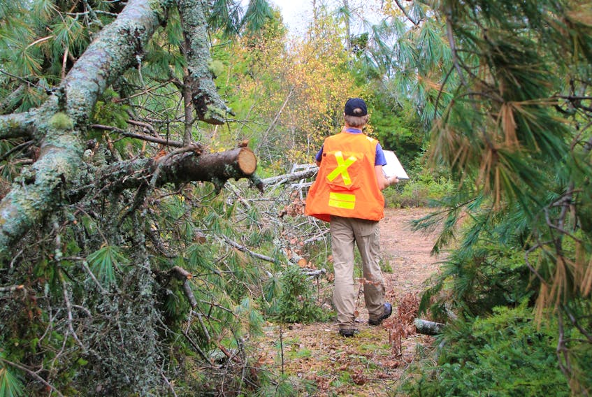 A member of Island Nature Trust carries out damage assessments at a natural area several days after post-tropical storm Fiona hit P.E.I. Contributed