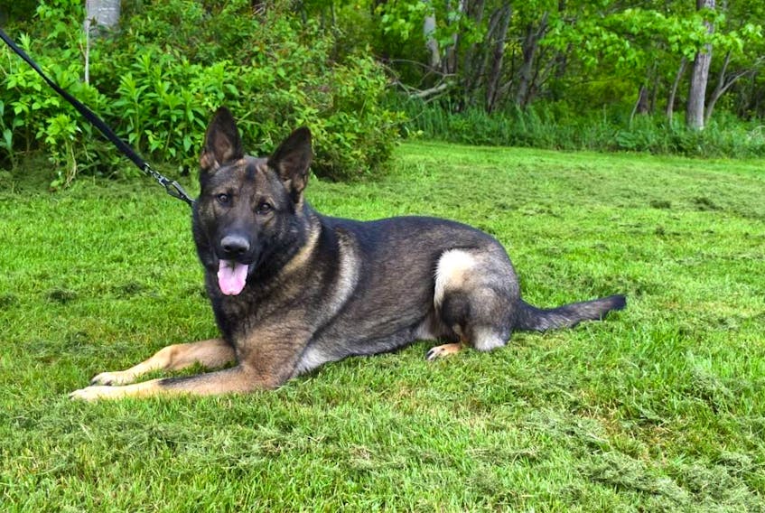Chip, a two-year-old German shepherd, joined the Cape Breton Regional Police Service K-9 unit with partner Const. Dale McLean in June. “We’re together 24-7,” said McLean. Contributed