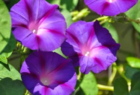 Fast-growing morning glories are a vining plant that prefer well-draining soil that less nutrient-rich than average.     