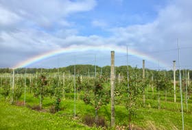 The Apple Biodiversity Collection, an orchard in Kentville, grows more than 1,000 varieties of apples, showcasing the rich diversity of the crop and serving as a vital reference point for Foodimprover.  PHOTO CREDIT: Foodimprover