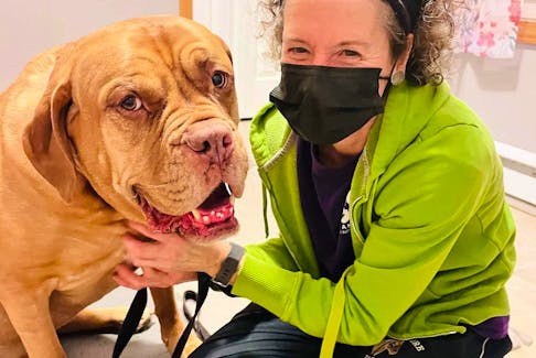 Harlo, a five-year-old French mastiff, is one of canine massage therapist Susanne MacKeigan’s clients. Contributed