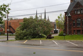 A tree that came down from post-tropical storm Fiona in Charlottetown On Sept. 27. The city is looking at several different options on how to salvage the wood as much as possible. Rafe Wright