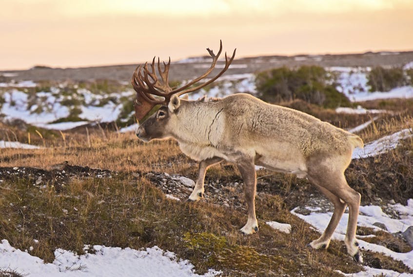 A biannual census estimates that the population of the George River caribou herd is still vulnerably low. File