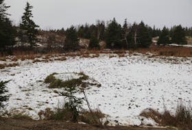 Frog Pond on Frog Pond Road in Topsail, Conception Bay South, dried up after road work during the summer. The pond is popular with area residents as a leisure and recreational area, and they want the town to restore it. Glen Whiffen/SaltWire Network