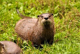 A curious river otter. Contributed