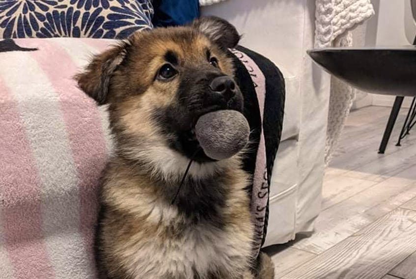 Many of the dogs rescued from northern Manitoba communities and brought to Newfoundland and Labrador are eventually adopted by the foster homes they are placed in.