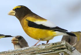 Evening grosbeaks, and other species, are brightening up many bird feeders this fall. Contributed photo