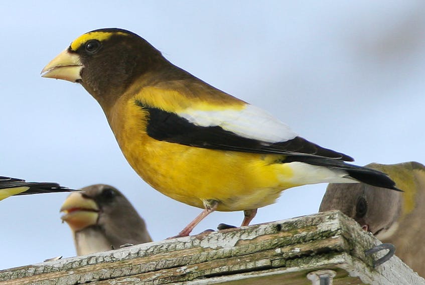 Evening grosbeaks, and other species, are brightening up many bird feeders this fall. Contributed photo