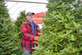 Randy MacDonald, owner of MacDonald Gardens on Grand Lake Road, stands beside some of the Christmas trees he has for sale this year. Tree farmers and retailers are expecting brisk early sales this year. GREG MCNEIL/CAPE BRETON POST