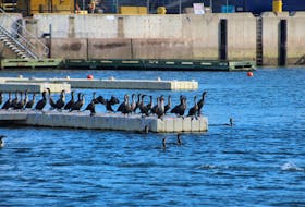 A flock of cormorants perched at the Charlottetown Waterfront on Nov. 2. Cormorants are migratory, and usually would have started flying south by early November, but due to warm weather across the province, It appears many have remained. Rafe Wright • The Guardian