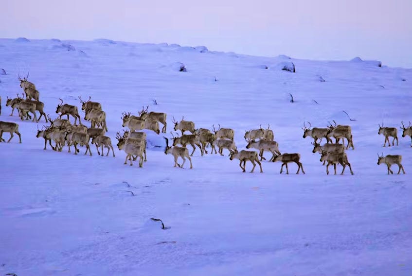 Drivers in the Northern Peninsula are being reminded to stay on the lookout for caribou when traveling on the roadways between St. Anthony Airport and Eddies Cove as well as between St. Anthony Airport and the Town of Main Brook. File