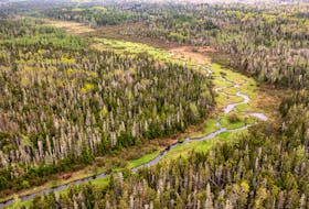 The Island Nature Trust has received $600,000 from the federal government through the Enhanced Nature Legacy fund, which it plans to use to protect P.E.I.'s forest sector, such as areas like the Midgell River riparian zone, as seen in this photo. Island Nature Trust • Special to The Guardian
