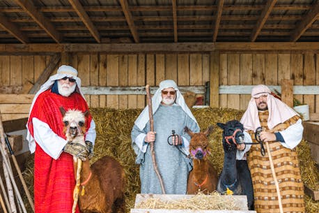 'We get thousands of people each night': P.E.I. farmer hosts 15th annual Living Nativity and Light Show in Canoe Cove, Dec. 2-4