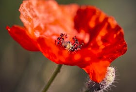 On Nov. 11, we thank all those who have served in Canada's Armed Forces and remember the fallen. — Bruno Kelzer/Unsplash photo