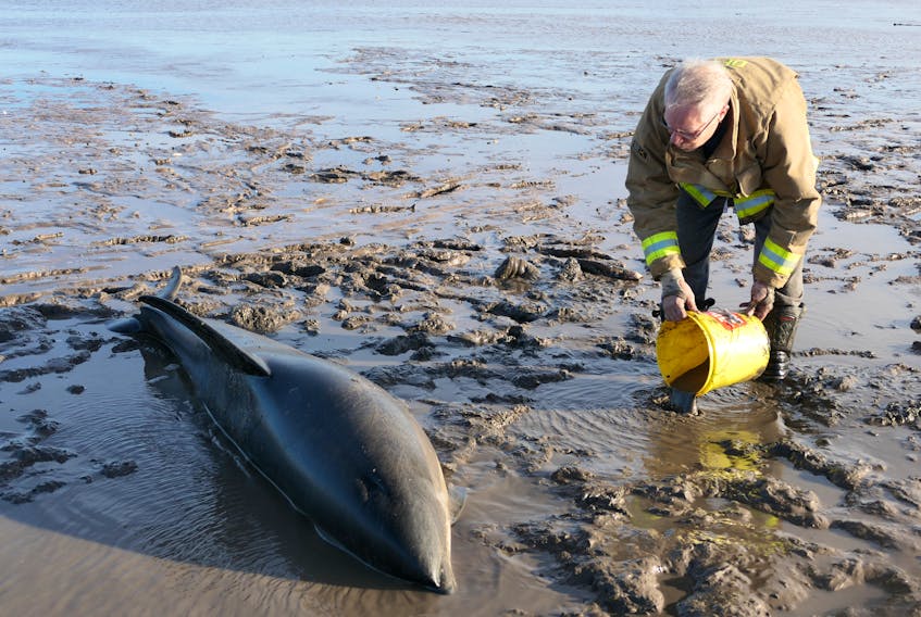 Sixteen Atlantic white-sided dolphins of varying sizes and weights became stranded in the mudflats of an area known as The Joggins in Digby on the afternoon of Nov. 4. SASKIA GEERTS PHOTO