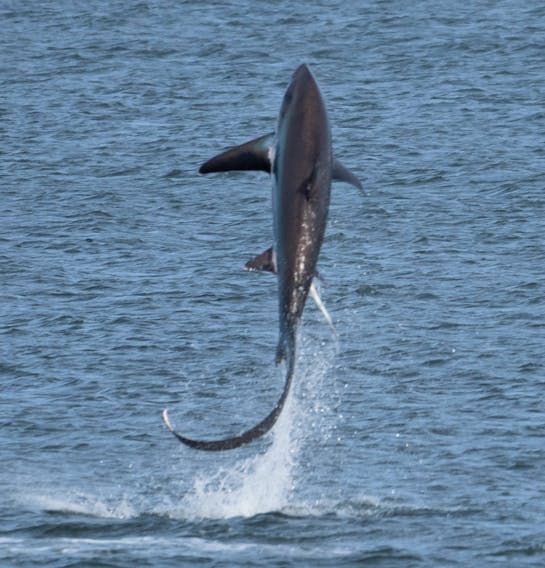 A thresher shark jumps out of the waterway at Aulds Cove, near the Canso Causeway. CONTRIBUTED/JASON DAIN