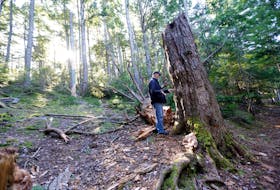 Nov. 3, 2022--Photo of Peter Duinker, Dal emeritus prof and tree scholar, looks over a fallen Hemlock tree in Hemlock Ravine Thursday. Duinker says the tree  taken down by Hurricane Fiona,  is estimated to be 450 years old.
ERIC WYNNE/Chronicle Herald