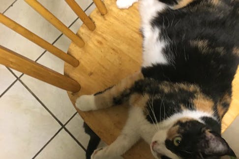 Amanda-Lynn Baskwill's cat Bella. Baskwill, who suffers from severe anxiety, would like to have Bella recognized as an emotional support animal.