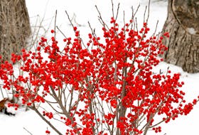 Berry Poppins winterberry is a dwarf variety of native holly with heavy berry production. The bright red berries are beloved by birds. -  Proven Winners
