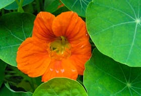 The young leaves and flowers on nasturtiums are edible.