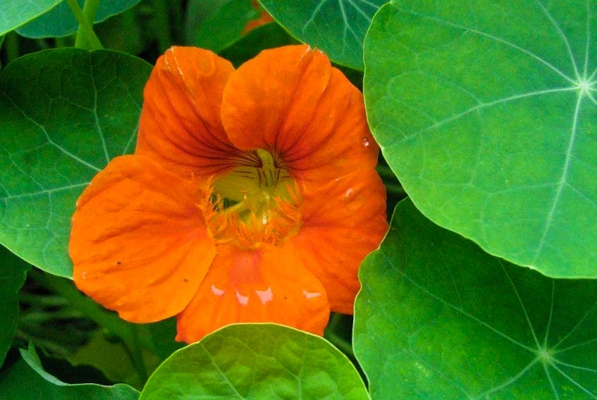 The young leaves and flowers on nasturtiums are edible.
