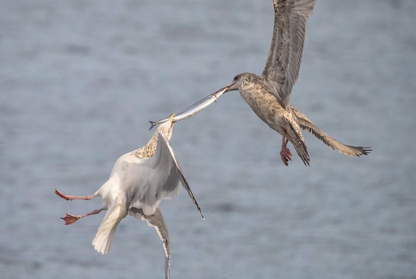 Two herring gulls fighting over one fish, spotted at Aulds Cove, near the Canso Causeway. CONTRIBUTED/JASON DAIN