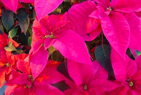 Leaf drop often happens as a poinsettia adjusts to a new environment. 