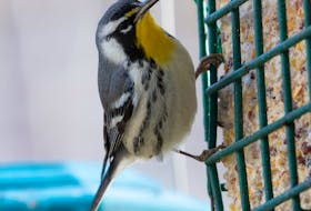 The rare yellow-throated warbler looks twice as beautiful when it visits your own bird feeder! Bruce Mactavish photo