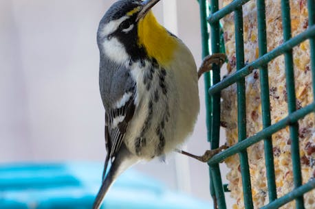 BRUCE MACTAVISH: T’is the week before Christmas and uncommon winged creatures are stirring at Newfoundland bird feeders