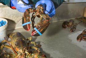 Michelle Theriault, a marine biologist at Université Sainte-Anne, has a how-to-guide for handling lobsters from sea to shore to market. - Université Sainte-Anne's Lobster Quality Research and Innovation Centre