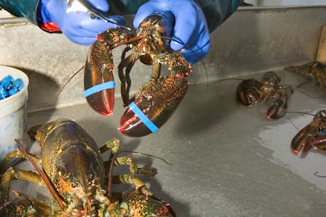 How do you show a lobster some love? A Cape Breton researcher has plenty of ideas - and it just might improve the supply chain