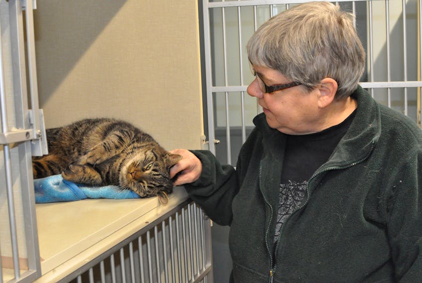 Dudley enjoys a head scratch from NL West SPCA volunteer Christine Doucet at the new shelter on Lundrigan Drive in Corner Brook. – Diane Crocker/SaltWire Network