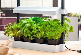 Growing herbs indoors is possible with artificial grow lights such as this Sunblaster set up. 