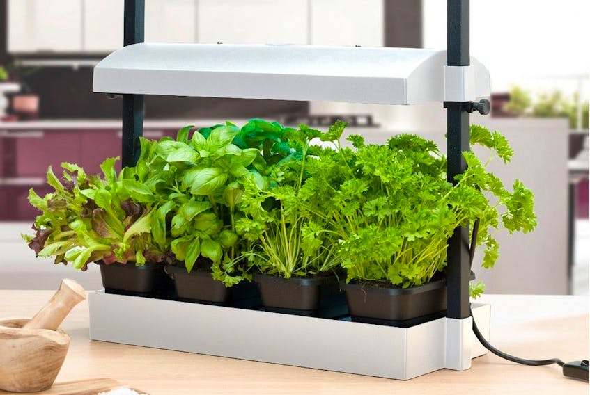 Growing herbs indoors is possible with artificial grow lights such as this Sunblaster set up. 