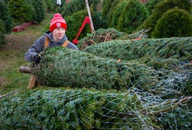 Casey McDonald adds a tree to the delivery pile at Harrington's Christmas tree lot in Halifax on Friday, Dec, 2, 2022.
Ryan Taplin - The Chronicle Herald