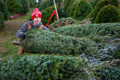Casey McDonald adds a tree to the delivery pile at Harrington's Christmas tree lot in Halifax on Friday, Dec, 2, 2022.
Ryan Taplin - The Chronicle Herald