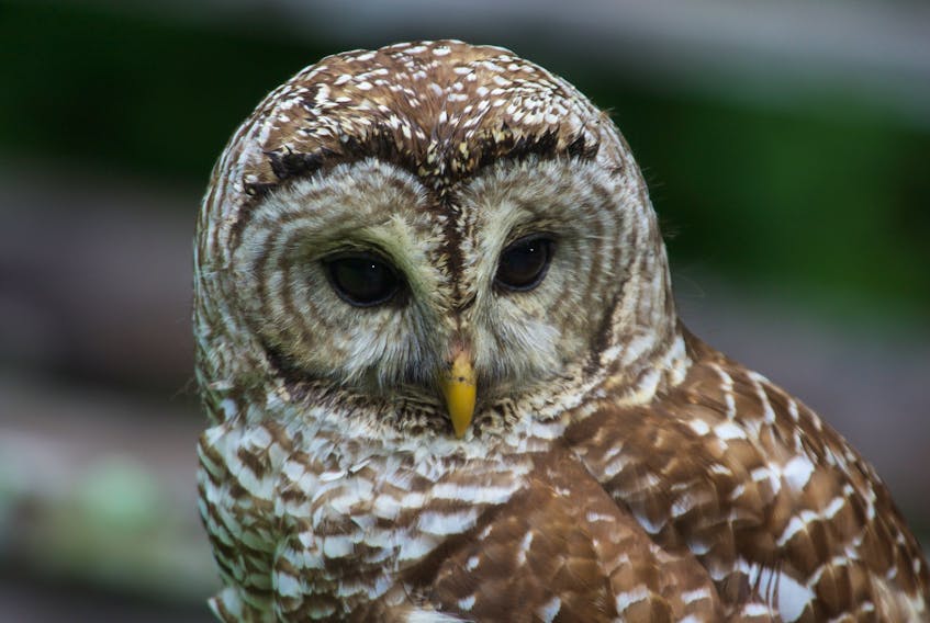 Though they usually have a call that sounds like “who cooks for you?”, barred owls do have unique screeches. - Wikimedia Commons
