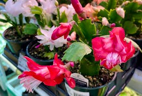 Christmas cacti plants are available around the holidays but they make long-lived indoor plants. The plants typically flower in winter with the shimmery blooms in vibrant shades of red, pink, peach, and white.