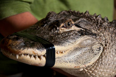 Mike MacDonald holds Erwin, a 4-year-old American Alligator at the future site of the Maritime Reptile Zoo in Dartmouth, Wednesday, October 3, 2012. The alligator currently measures 5'6" and weights 60 lbs, he is expected to live around 60-75 years, reach 10-12 feet and weight 600-800 lbs. (ADRIEN VECZAN/Staff)

weekly