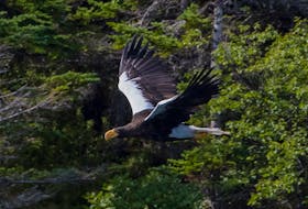 This majestic Steller's sea eagle provided great entertainment during its near four-month visit to Newfoundland and Labrador in 2023. Contributed photo/Bruce Mactavish
