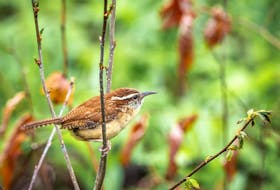 Naturalist Dwaine Oakley will present a talk on rare birds that strayed to P.E.I. during the Nature P.E.I. monthly meeting on Jan. 3, including some, like the Carolina wren, that have begun breeding on the Island. Unsplash stock photo