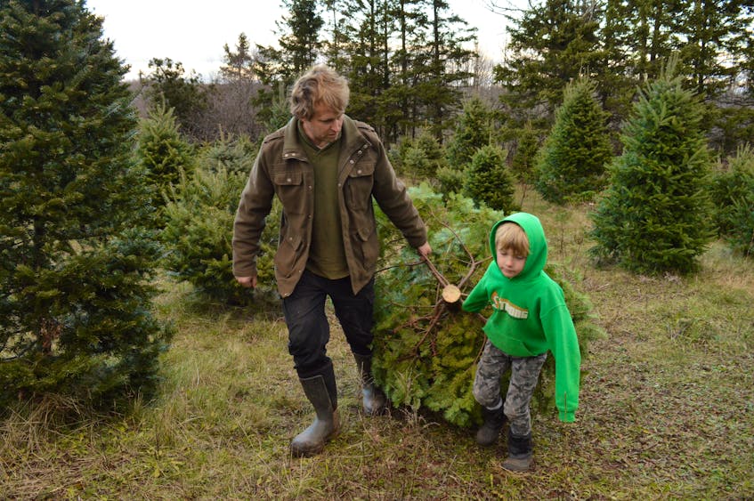 Peter Webb, left, hauls home his family's Christmas tree with son, Alec Webb, in Hunter River Dec. 4. The entire tree as well as Alec and his little sister Simone fit into the family's minivan.  Alison Jenkins • The Guardian