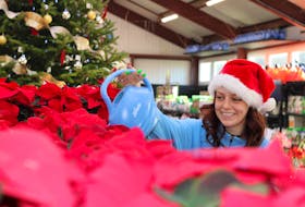 Taylor Soley, a sales associate at Blomidon Nurseries in Greenwich, waters the poinsettias on Dec. 5. The retail store has a slew of poinsettias surrounding its 14-foot Christmas tree that welcomes customers into the store this holiday season. Poinsettias are among the most popular decorative flowers during Christmas.