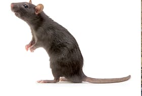 A stock photo of a brown rat. Many people and pest control experts say the Cape Breton Regional Municipality is experiencing a recent explosion in the population of the pest. Contributed/Orkin Canada