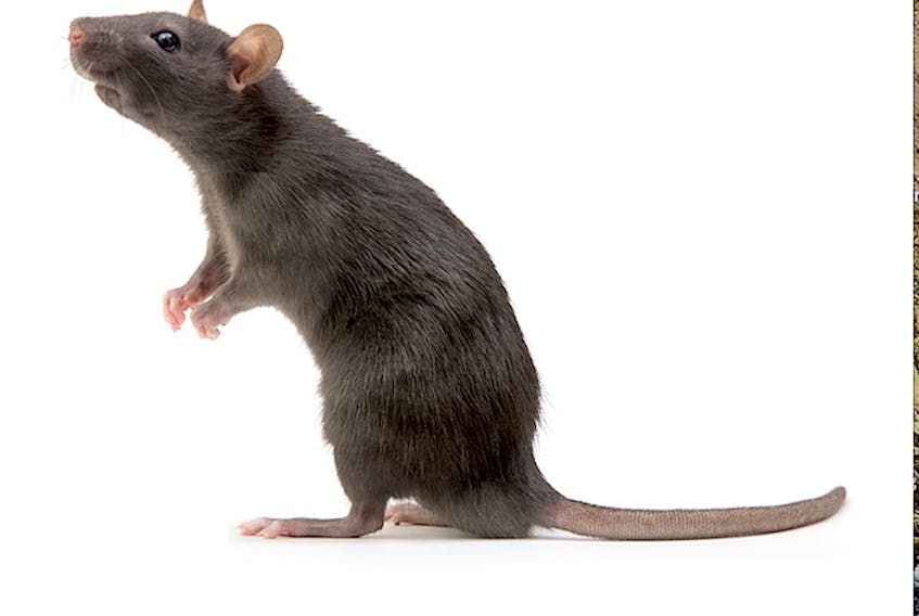 A stock photo of a brown rat. Many people and pest control experts say the Cape Breton Regional Municipality is experiencing a recent explosion in the population of the pest. Contributed/Orkin Canada